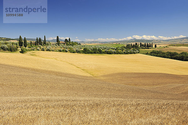 Toskana-Landschaft mit Weizenfeld  im Sommer  Provinz Siena  Toskana  Italien
