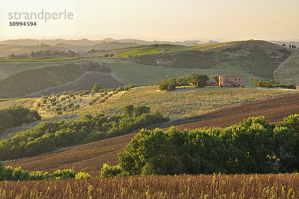 Toskana-Landschaft im Sommer  Montalcino  Provinz Siena  Toskana  Italien