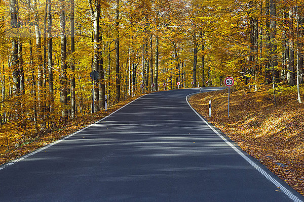 Straßenansicht von einer Panoramastraße im Herbstwald  Spessart  Franken  Bayern  Deutschland