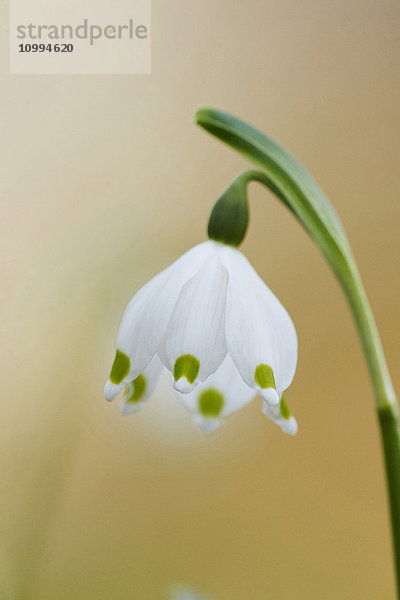 Nahaufnahme der Frühlingsschneeflocke (Leucojum vernum)  Blüte im Frühling  Oberpfalz  Bayern  Deutschland