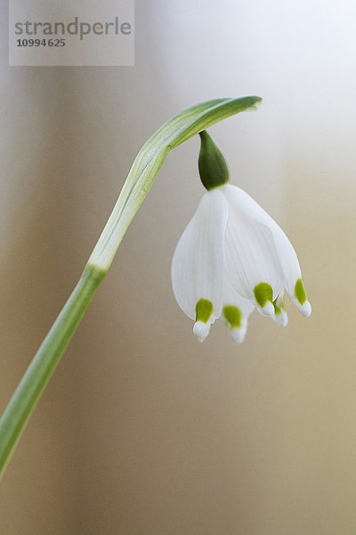 Nahaufnahme der Frühlingsschneeflocke (Leucojum vernum)  Blüte im Frühling  Oberpfalz  Bayern  Deutschland