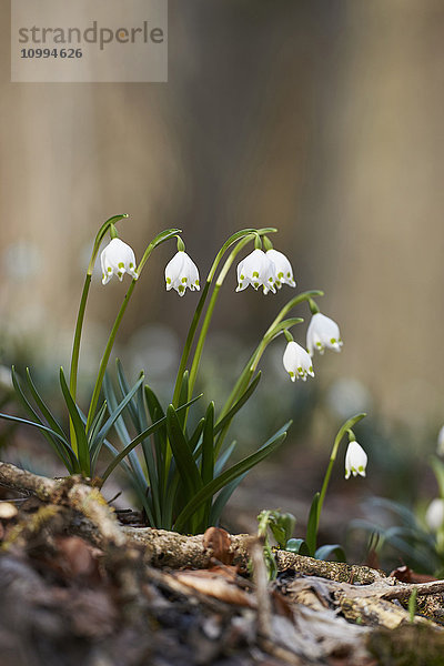 Nahaufnahme der Frühlingsschneeflocke (Leucojum vernum)  Blüte im Frühling  Oberpfalz  Bayern  Deutschland