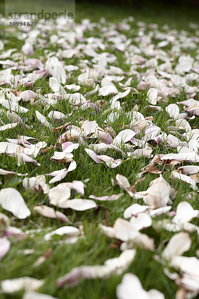 Gefallene Magnolienblütenblätter auf Rasen
