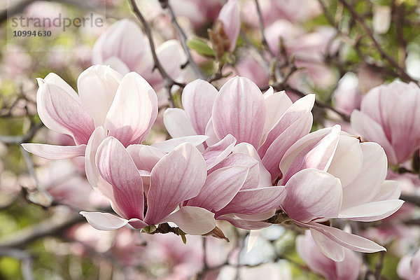 Nahaufnahme von Magnolienblüten