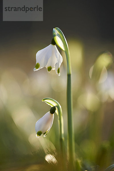 Nahaufnahme der Frühlingsschneeflocke (Leucojum vernum)  Blüte im Frühling  Oberpfalz  Bayern  Deutschland