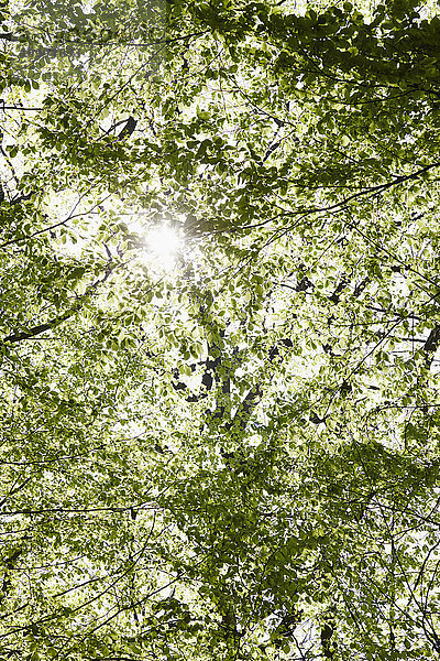 Low Angle View of Green Leaves of Tree und Sonnenlicht im Wald im Frühling  Hamburg  Deutschland