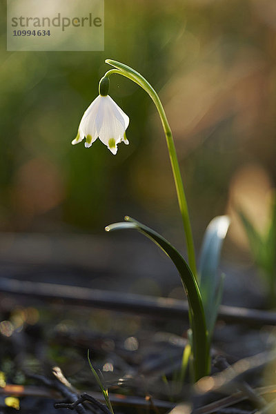 Nahaufnahme der Frühlingsschneeflocke (Leucojum vernum)  Blüte im Frühling  Oberpfalz  Bayern  Deutschland