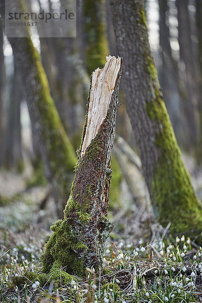 Nahaufnahme eines abgebrochenen Baumstamms in einem mit Schneeflocken (Leucojum vernum) bedeckten Wald im Frühling  Oberpfalz  Bayern  Deutschland