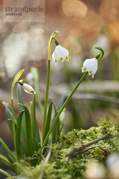 Nahaufnahme von Frühlingsschneeflocken (Leucojum vernum)  Blüte im Frühling  Oberpfalz  Bayern  Deutschland