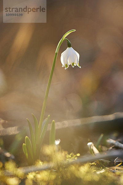 Nahaufnahme der Frühlingsschneeflocke (Leucojum vernum)  Blüte im Frühling  Oberpfalz  Bayern  Deutschland