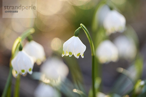 Nahaufnahme von Frühlingsschneeflocken (Leucojum vernum)  Blüte im Frühling  Oberpfalz  Bayern  Deutschland