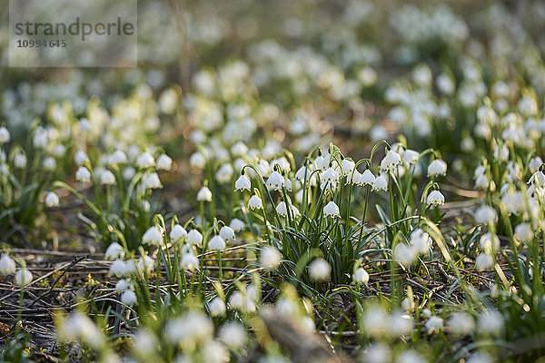 Frühlingsschneeflocken (Leucojum vernum) Blühend im Frühling  Oberpfalz  Bayern  Deutschland