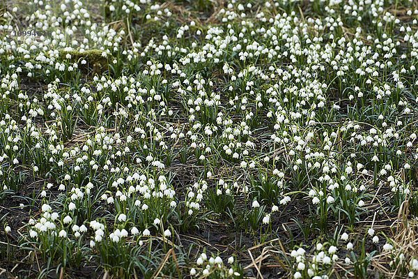 Frühlingsschneeflockenlandschaft (Leucojum vernum) Blühend im Sumpf im Frühling  Oberpfalz  Bayern  Deutschland
