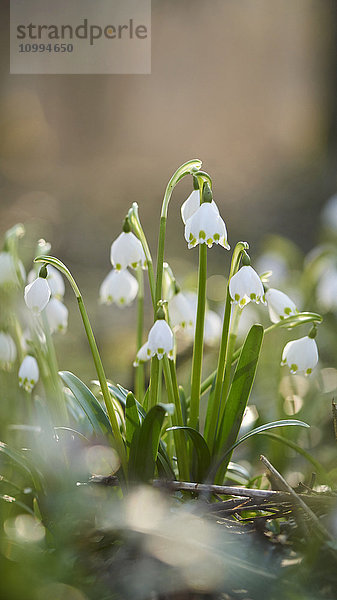 Nahaufnahme von Frühlingsschneeflocken (Leucojum vernum)  Blüte im Frühling  Oberpfalz  Bayern  Deutschland