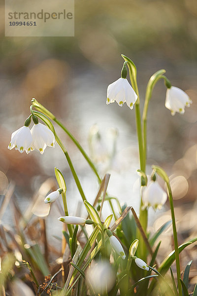 Nahaufnahme von Frühlingsschneeflocken (Leucojum vernum)  Blüte im Frühling  Oberpfalz  Bayern  Deutschland