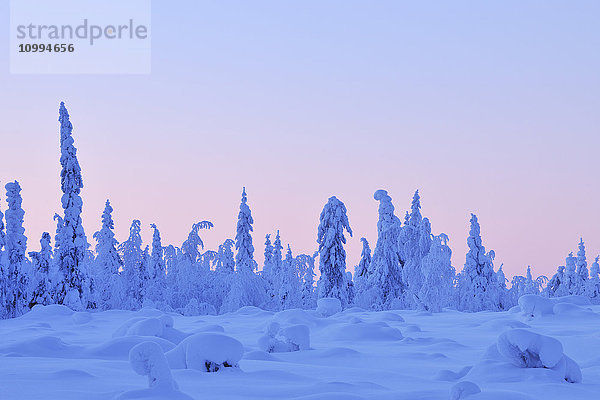Schneebedeckte Fichten in der Abenddämmerung im Winter  Nissi  Kuusamo  Nordösterbotten  Finnland