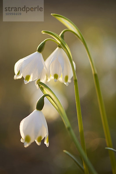 Nahaufnahme der Frühlingsschneeflocke (Leucojum vernum)  Blüte im Frühling  Oberpfalz  Bayern  Deutschland