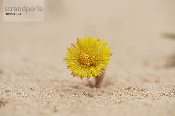 Nahaufnahme des blühenden Huflattichs (Tussilago farfara) im Sandkasten im Frühling  Oberpfalz  Bayern  Deutschland