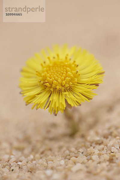 Nahaufnahme des blühenden Huflattichs (Tussilago farfara) im Sandkasten im Frühling  Oberpfalz  Bayern  Deutschland