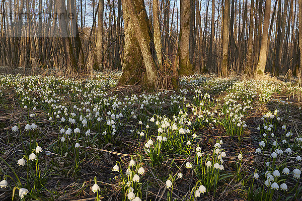 Landschaft mit blühenden Frühlingsschneeflocken (Leucojum vernum) im Sumpf im Frühling  Oberpfalz  Bayern  Deutschland