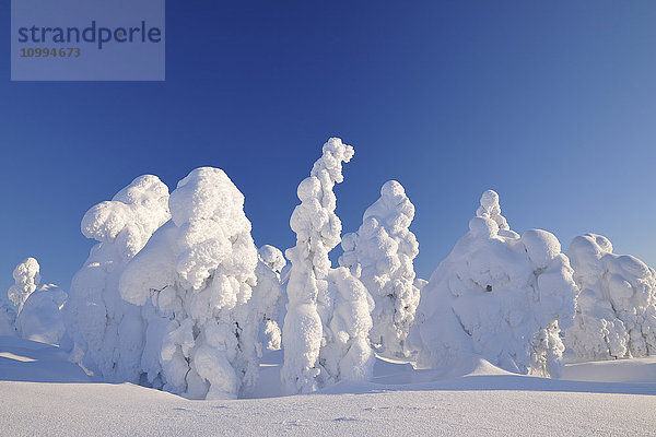 Schneebedeckte Bäume im Winter  Rukatunturi  Kuusamo  Nordösterbotten  Finnland