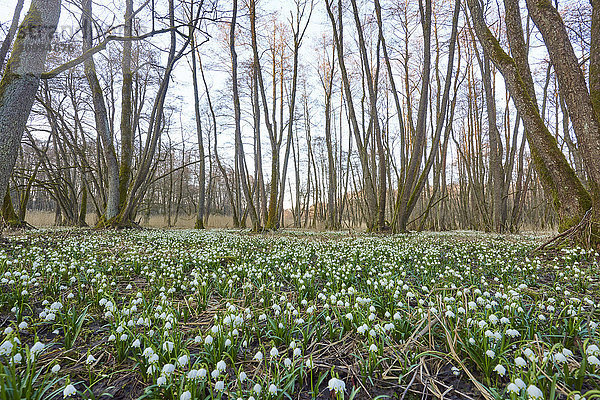 Landschaft mit Frühlingsschneeflocke (Leucojum vernum) blühend im Sumpf im Frühling  Oberpfalz  Bayern  Deutschland