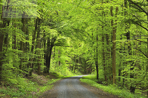 Waldweg im Frühling  Miltenberg  Landkreis Miltenberg  Churfranken  Franken  Bayern  Deutschland