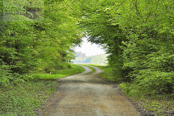 Waldweg im Frühling  Wenschdorf  Odenwald  Bayern  Deutschland