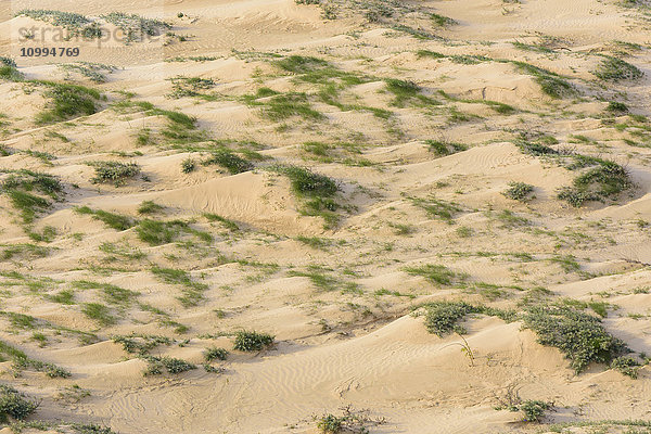 Luftaufnahme der Sanddünen  Rubjerg Knude  Lokken  Nordjütland  Dänemark