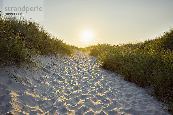 Sandweg durch die Dünen bei Sonnenuntergang zum Strand  Bunken  Aalbaek-Bucht  Ostsee  Nordjütland  Dänemark