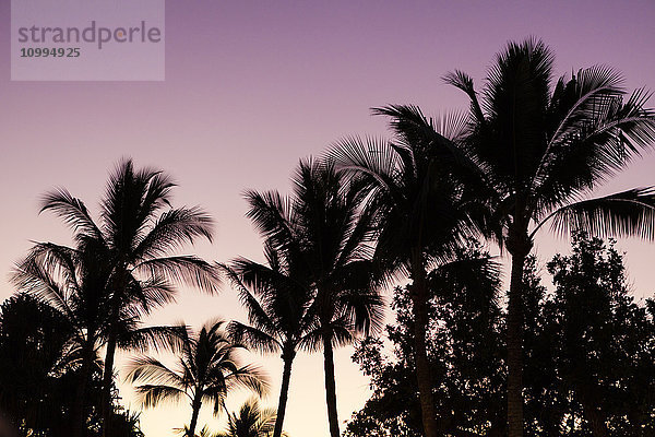 Silhouette von Palmen bei Sonnenuntergang  Wailea  Maui  Hawaii  USA