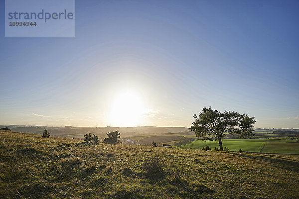 Landschaft eines Sonnenuntergangs mit einer Waldkiefer (Pinus sylvestris) im Herbst  Oberpfalz  Bayern  Deutschland