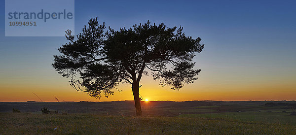 Landschaftliche Ansicht der Silhouette einer Waldkiefer (Pinus sylvestris) bei Sonnenuntergang im Herbst  Oberpfalz  Bayern  Deutschland
