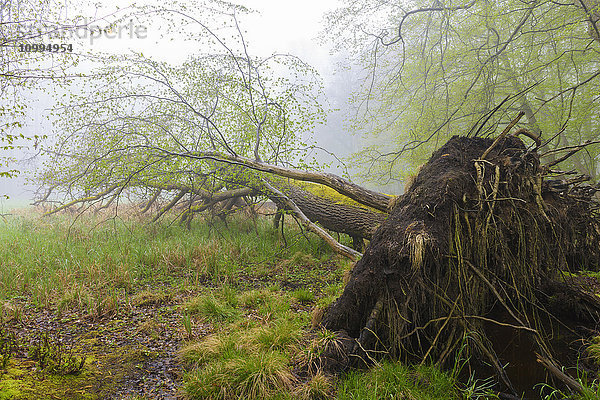 Umgefallener Baum im Wald im Frühling  Hessen  Deutschland