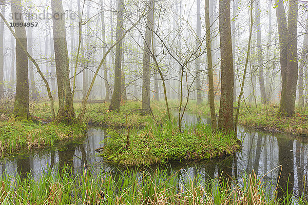 Schwarzerlen (Alnus glutinosa) in einem Feuchtgebiet im Vorfrühling  Hessen  Deutschland