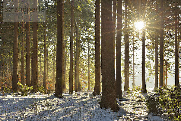 Sonne durch Nadelwald im Winter  Altenau  Harz  Niedersachsen  Deutschland