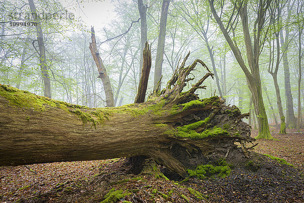 Umgefallener Baum im Buchenwald im Frühling  Hessen  Deutschland