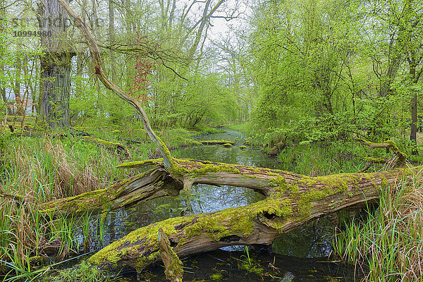 Moosbewachsener Baumstamm in einem Feuchtgebiet im Vorfrühling  Hessen  Deutschland