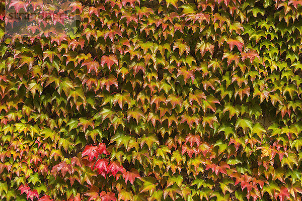 Japanische Schlingpflanze (Parthenocissus tricuspidata) Blätter an der Wand im Herbst