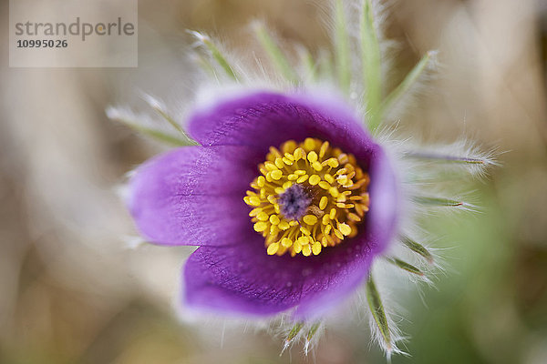 Nahaufnahme der Blüte der Gemeinen Wiesenschaumkrautblume (Pulsatilla vulgaris) im Frühling  Bayern  Deutschland