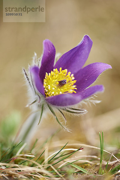 Nahaufnahme der Blüte der Gemeinen Wiesenschaumkrautblume (Pulsatilla vulgaris) im Frühling  Bayern  Deutschland