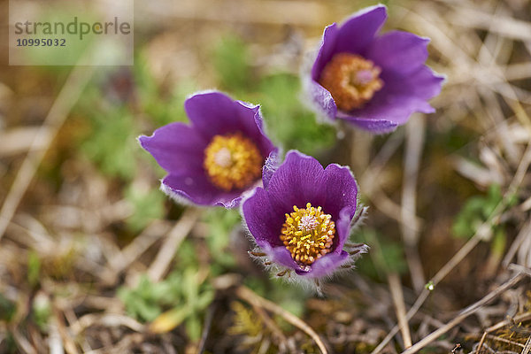 Nahaufnahme der Blüten der Gemeinen Wiesenschaumkrautblume (Pulsatilla vulgaris) im Frühling  Bayern  Deutschland