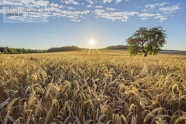 Landschaft mit Roggenfeld und Apfelbaum bei Sonnenaufgang im Sommer  Reichartshausen  Landkreis Miltenberg  Bayern  Deutschland