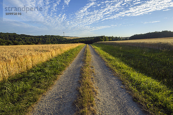 Landschaft mit Weg durch Feld im Sommer  Reichartshausen  Landkreis Miltenberg  Bayern  Deutschland