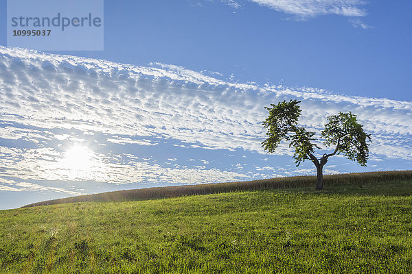 Einsamer Baum in Wiese mit Sonne im Sommer  Reichartshausen  Landkreis Miltenberg  Bayern  Deutschland