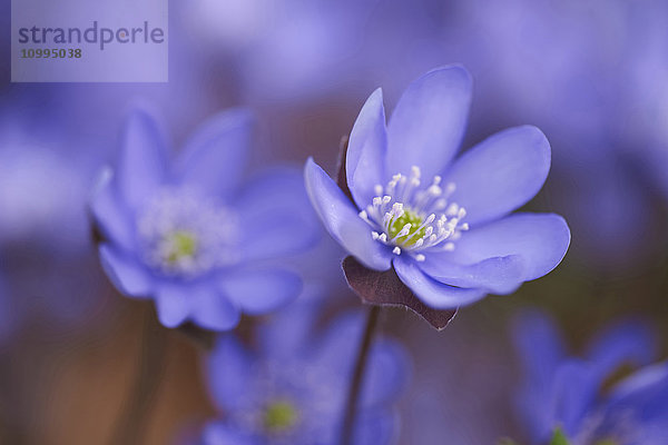 Nahaufnahme der Blüten der Hepatica (Anemone hepatica) im Wald im Frühling  Bayern  Deutschland