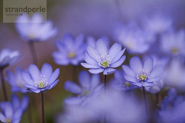 Nahaufnahme der Blüten der Hepatica (Anemone hepatica) im Wald im Frühling  Bayern  Deutschland