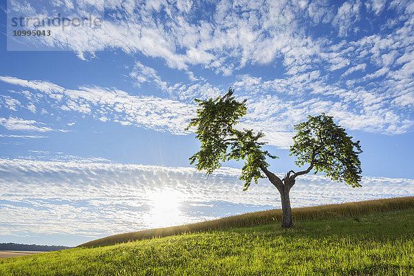 Einsamer Baum in Wiese mit Sonne im Sommer  Reichartshausen  Landkreis Miltenberg  Bayern  Deutschland