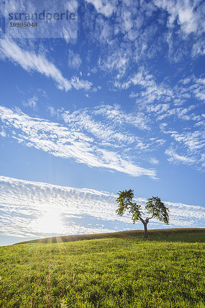 Einsamer Baum in Wiese mit Sonne im Sommer  Reichartshausen  Landkreis Miltenberg  Bayern  Deutschland