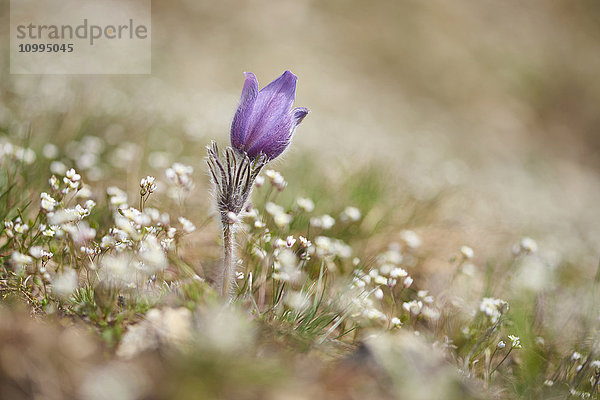 Nahaufnahme der Blüte der Gemeinen Wiesenschaumkrautblume (Pulsatilla vulgaris) im Frühling  Bayern  Deutschland